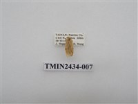 藏品(雙線苔蛾)的圖片